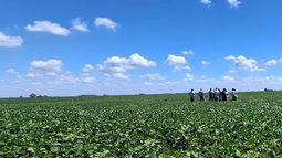 cultivo de soja: resultados de ensayos 2025/26 en la region norte de buenos aires