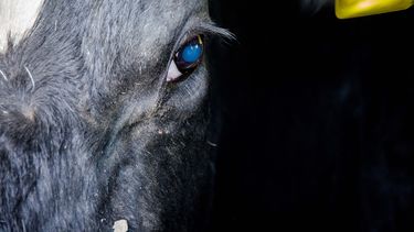 lecheria ¿cuales son las causas de la abrupta caida de la produccion lactea?