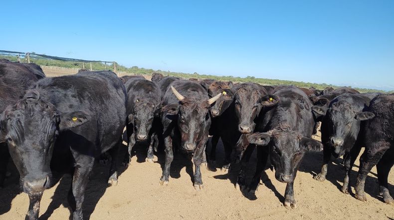 Wagyu en Santiago del Estero