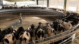 Tambo lechería argentina