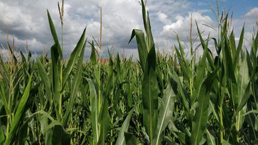 cultivo de maiz en ambientes marginales: como alcanzar el maximo potencial