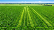 Ensayos cultivo de maíz 2025/26 región CREA Córdoba norte