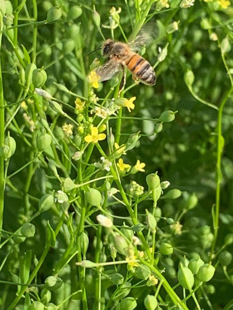 La siembra de cultivos de servicio como de servicio como camelina, además de generar una renta, favorece la diversificación y la biodiversidad, con servicios ecosistémicos como la polinización. 