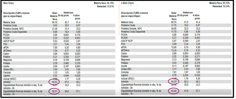 Calidad de grano de maíz normal (izq.) versus afectado por Dalbulus maidis (der.)