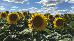 tecnologias para lograr cultivos de girasol exitosos