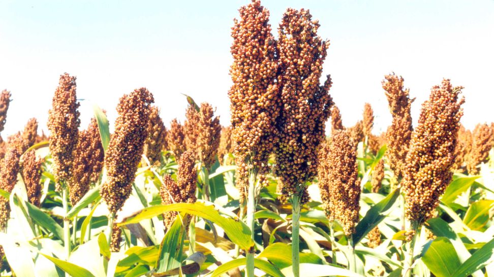 sorgo BAJA.jpg
