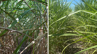En los ensayos están probando biofertilizantes, nanofertilizantes y fuentes que aportan otros nutrientes