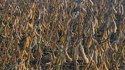 mercados agricolas: hay razones para ser optimistas con los precios de los granos