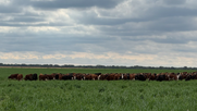 ganaderia argentina: un programa integral para promover la sostenibilidad en el territorio