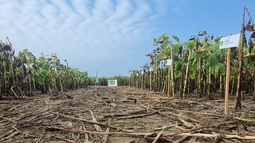girasol: resultados de ensayos 2025/26 en la region crea sur de santa fe