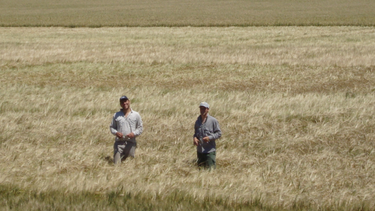 trigo: ensayos 2023/24 en la region crea norte de santa fe