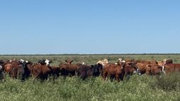 Vacas encuesta SEA CREA ganadería marzo 2026