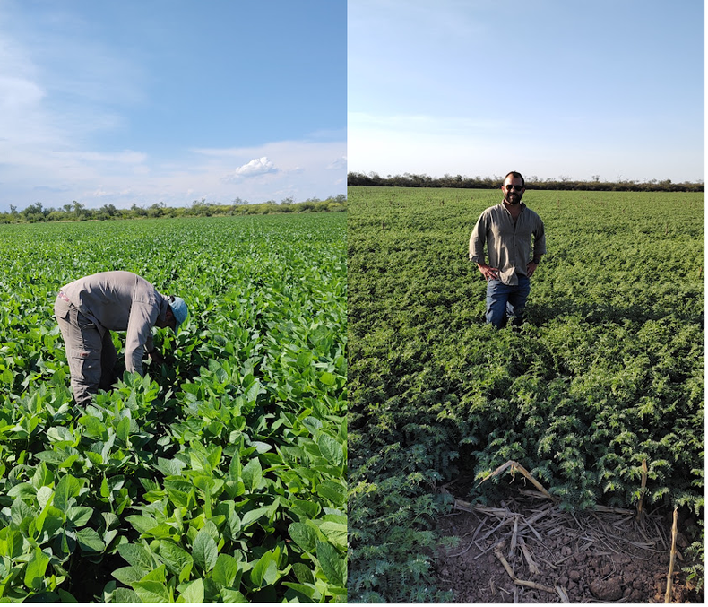 Agricultura intensiva con riego por goteo subterráneo
