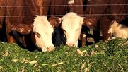 ganaderia argentina: el mapa de riesgos y oportunidades que muestra el ultimo reporte de actualidad agro crea