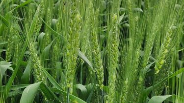 dat crea: informe final del cultivo de trigo 2025/26