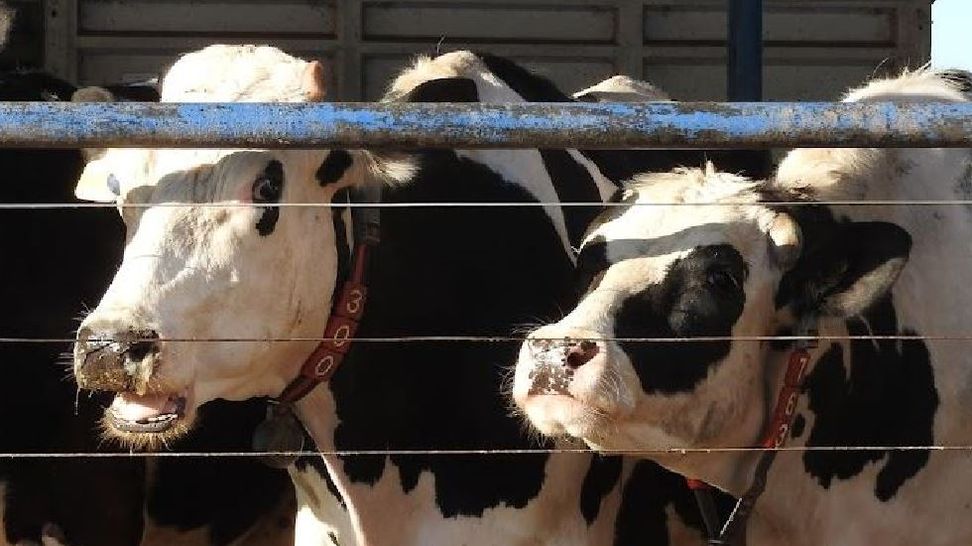 Vacas lechería argentina