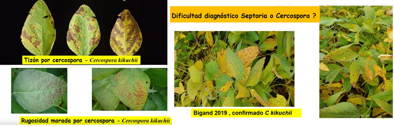 En algunas situaciones resulta más fácil poder identificar los síntomas de Cercospora kikuchii, mientras que en otras es factible confundirse con otras enfermedades.
