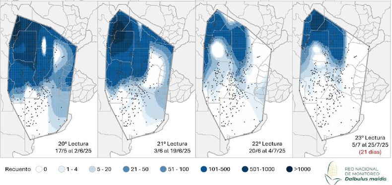 Mapa de calor establecido en función de la evolución de la cantidad de adultos de Dalbulus maidis capturados con trampas cromáticas adhesivas en las localidades relevadas por la Red Nacional de Monitoreo de la Chicharrita del Maíz.