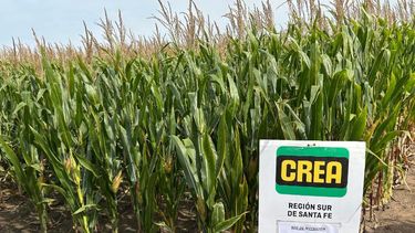 maiz: ensayos crea 2024/25 en la region sur de santa fe