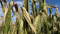 la mancha blanca gana terreno y enciende alertas en el cultivo de maiz