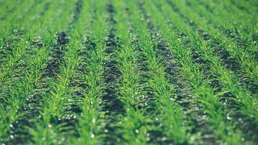 trigo: impacto de la fertilizacion sobre la calidad y el rendimiento