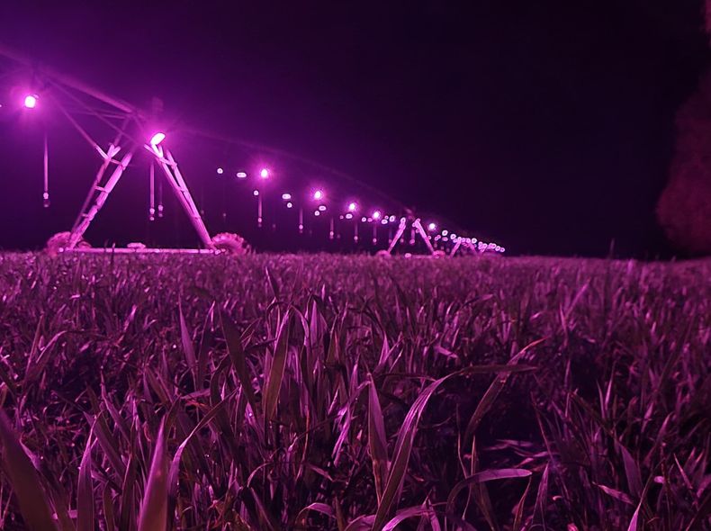 En la búsqueda de mayor eficiencia, la empresa comenzó a experimentar con sistemas de iluminación LED en cultivos bajo riego.