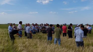 trigo: ensayos crea 2024/25 en la region norte de buenos aires