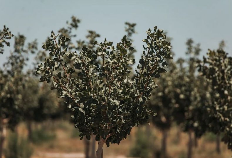 Plantación de pistachos en finca de SolFrut (San Juan).