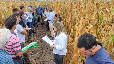 maiz temprano: ensayos 2023/24 en la region crea sur de santa fe