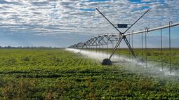 diversificacion agricola en ambientes controlados: la estrategia de sildaria sa