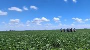 cultivo de soja: resultados de ensayos 2025/26 en la region norte de buenos aires