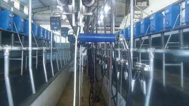 calidad de leche y buenas practicas en tambos: la importancia de volver a las bases