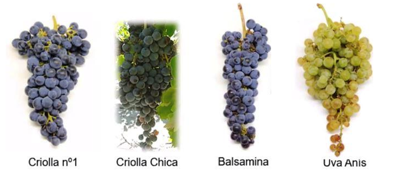 Viticultura: variedades criollas con potencial enológico.