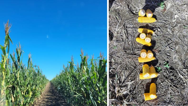 El manejo diferenciado involucra mapas de profundidad de tosca y de rendimiento, para realizar fertilización y densidad de siembra variable
