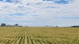 gestion empresarial 2025/26: pautas para encarar una campana agricola por demas dificil