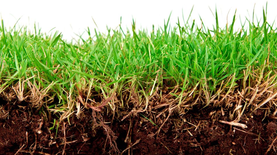fresh-spring-green-grass-with-soil-isolated-on-white-background baja.jpg