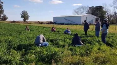un ensayo de largo plazo para evaluar tres disenos agronomicos contrastantes