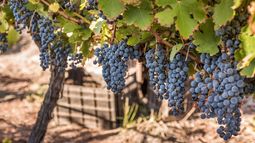 Viticultura: nuevas variedades con potencial enológico