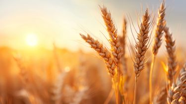 flash de mercados: informe de granos al 17/07/25 - trigo