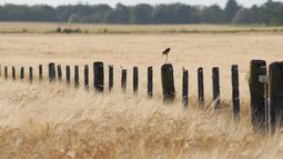 Los ensayos de trigo se enfocaron en ciclos cortos, largos y funguicidas.