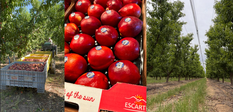 Los principales destinos de exportación de fruta fresca son Estados Unidos, Brasil, Canadá y Emiratos Árabes.