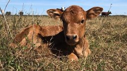 encuesta sea crea ¿que puede esperarse para la ganaderia y la lecheria en 2026?
