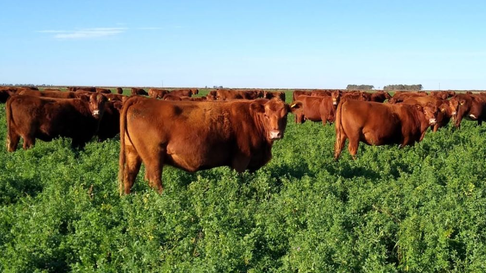 Ganadería argentina vacas