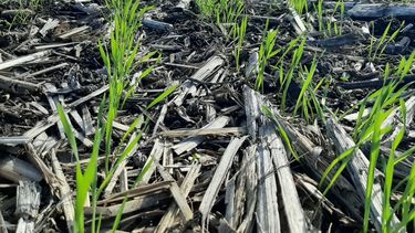 fertilizacion super eficiente: la clave del cultivo de trigo 2026/27