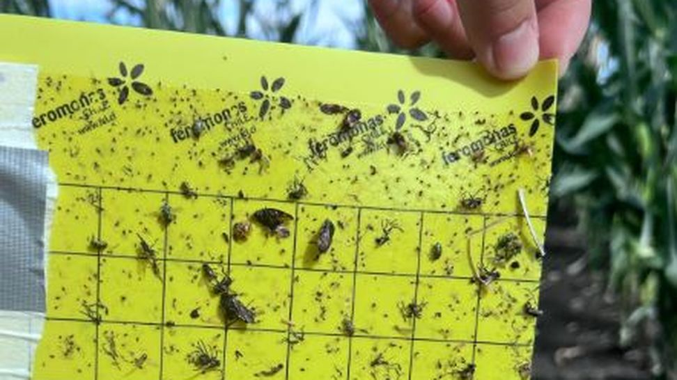 trampa