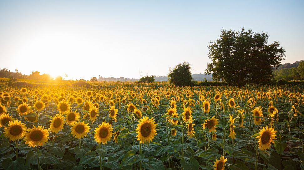 Girasol: ensayos de rendimiento en la región Sudoeste.
