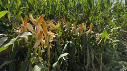 crea tuvo un rol destacado en el congreso de maiz bajo riego