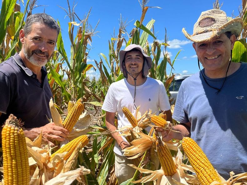 El mayor beneficio que observan es el no pisoteo del cultivo. “Si estás cosechando 80 o 90 quintales de maíz y perdés un 5% por pisoteo, es equivalente al 5% del rendimiento