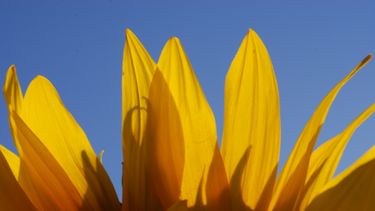 los desafios agronomicos del girasol