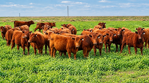Vacas a campo charla negocio ganadero JAT región CREA Sudeste 2026